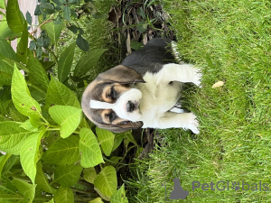 Zdjęcie №2 do zapowiedźy № 70793 na sprzedaż  beagle (rasa psa) - wkupić się Federacja Rosyjska hodowca