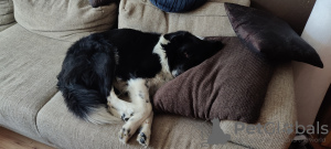 Zdjęcie №3. Niesamowite szczenięta Border Collie / Karakachan. Bułgaria