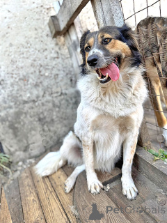 Zdjęcie №2 do zapowiedźy № 154360 na sprzedaż  pies nierasowy - wkupić się Federacja Rosyjska ze schronu