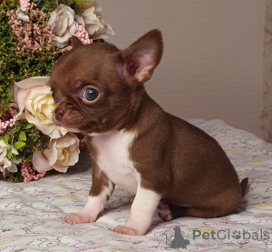 Dodatkowe zdjęcia: Chihuahua Chocolate Mini Boy