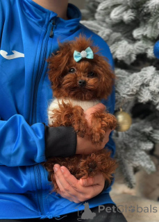 Zdjęcie №1. pudel (zabawka) - na sprzedaż w Berlin | negocjowane | Zapowiedź №164617