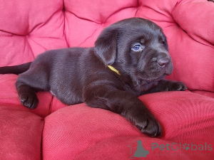 Zdjęcie №4. Sprzedam labrador retriever w Trstenik. hodowca - cena - negocjowane