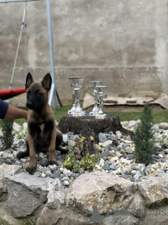 Dodatkowe zdjęcia: Owczarek belgijski - Malinois