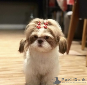 Zdjęcie №3. Lhasa apso. USA