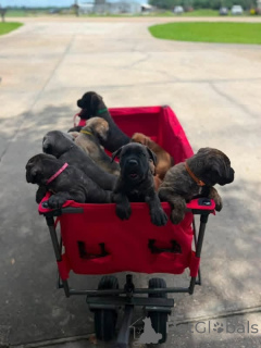 Zdjęcie №3. Nuttede Cane Corso hvalpe søger et kærligt hjem for altid. Dania