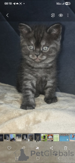 Zdjęcie №3. Piękni i dobrze zarażeni, zabawni i niesamowici przyjaciele. USA