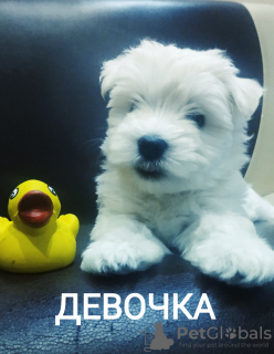 Zdjęcie №1. west highland white terrier - na sprzedaż w Grodno | 1337zł | Zapowiedź №11896
