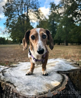 Zdjęcie №1. jamnik - na sprzedaż w Helsinki | 2392zł | Zapowiedź №163624