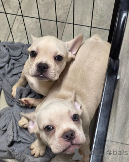Zdjęcie №1. buldog francuski - na sprzedaż w Lizbona | 1913zł | Zapowiedź №171798