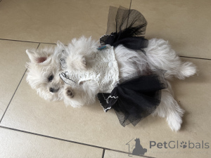 Zdjęcie №2 do zapowiedźy № 147826 na sprzedaż  szpic niemiecki - wkupić się Niemcy 