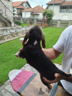 Zdjęcie №3. Szczenięta beagle na sprzedaż. Serbia