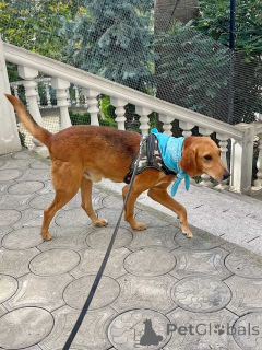 Zdjęcie №1. pies nierasowy - na sprzedaż w Moskova | Bezpłatny | Zapowiedź №159233