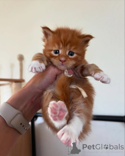 Zdjęcie №2 do zapowiedźy № 150583 na sprzedaż  maine coon - wkupić się Niemcy ze schronu, hodowca