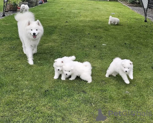 Zdjęcie №1. samojed (rasa psa) - na sprzedaż w Zły Kreuznach | negocjowane | Zapowiedź №167340