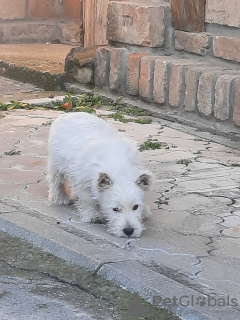 Zdjęcie №3. West Highland White Terrier - Westie. Serbia
