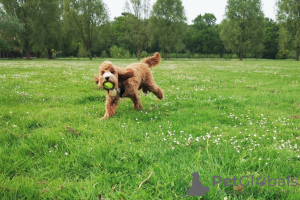 Zdjęcie №4. Sprzedam cocker spaniel amerykański w Brașov. prywatne ogłoszenie - cena - 3558zł