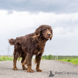 Zdjęcie №1. pies nierasowy - na sprzedaż w Rzeka Moskwa | Bezpłatny | Zapowiedź №161957