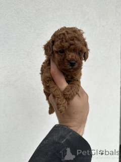 Zdjęcie №2 do zapowiedźy № 138755 na sprzedaż  pudel (zabawka) - wkupić się Serbia 