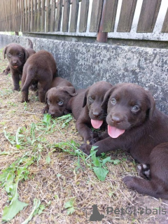 Dodatkowe zdjęcia: Labrador Retriever, miot czekoladowo-brązowy