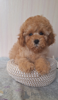 Zdjęcie №1. pudel (zabawka) - na sprzedaż w Mińsk | 3707zł | Zapowiedź №156648