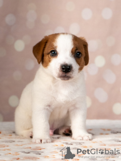 Zdjęcie №2 do zapowiedźy № 11542 na sprzedaż  jack russell terrier - wkupić się Ukraina prywatne ogłoszenie