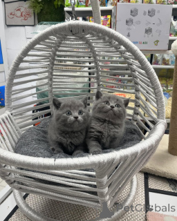 Zdjęcie №1. kot brytyjski krótkowłosy - na sprzedaż w Alpbach | negocjowane | Zapowiedź № 167317