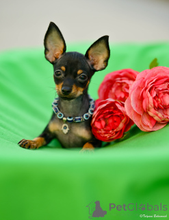 Zdjęcie №2 do zapowiedźy № 160398 na sprzedaż  rosyjski toy - wkupić się Izrael od żłobka