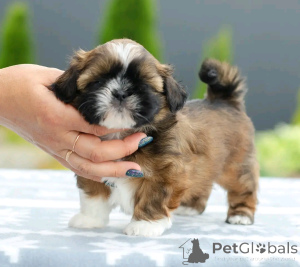 Zdjęcie №3. Adopcja Shih Tzu Welpen Zur. Niemcy