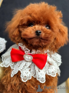 Zdjęcie №1. pudel (zabawka) - na sprzedaż w Bruksela | negocjowane | Zapowiedź №164616