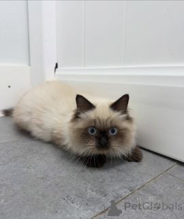 Zdjęcie №2 do zapowiedźy № 174846 na sprzedaż  ragdoll - wkupić się Szwajcaria hodowca