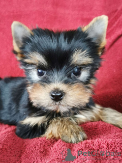 Zdjęcie №1. yorkshire terrier - na sprzedaż w Praga | 1188zł | Zapowiedź №76231