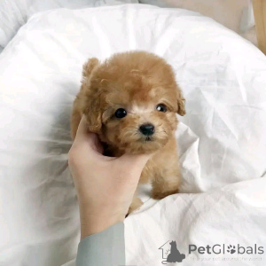 Zdjęcie №3. Teacup pudle szczenięta do adopcji. USA