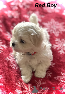 Zdjęcie №3. wspaniałe szczenięta maltes. USA