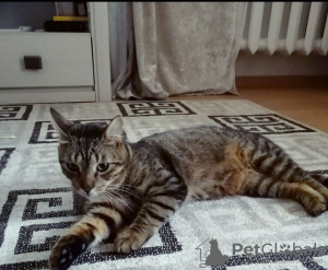 Zdjęcie №1. kot domowy - na sprzedaż w Mińsk | Bezpłatny | Zapowiedź № 93607