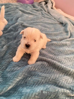 Zdjęcie №1. west highland white terrier - na sprzedaż w Panevėžys | 9268zł | Zapowiedź №19313