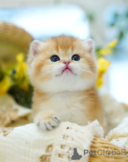 Zdjęcie №3. Kotka brytyjska krótkowłosa. Belgia