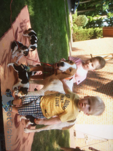 Dodatkowe zdjęcia: Szczenięta ogara rosyjskiego. Mamy półtora miesiąca.