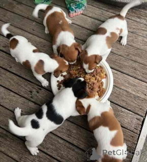 Zdjęcie №2 do zapowiedźy № 149692 na sprzedaż  jack russell terrier - wkupić się Niemcy prywatne ogłoszenie