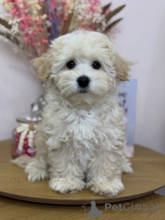 Zdjęcie №4. Sprzedam maltipu w Calw. prywatne ogłoszenie - cena - negocjowane