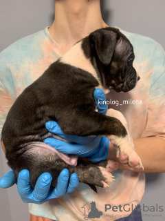 Zdjęcie №3. American Bools XL Puppy. Serbia