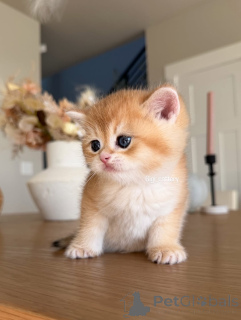 Zdjęcie №2 do zapowiedźy № 162905 na sprzedaż  kot brytyjski krótkowłosy - wkupić się Francja prywatne ogłoszenie