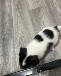Zdjęcie №1. jack russell terrier - na sprzedaż w Erpeldange | 2870zł | Zapowiedź №172229