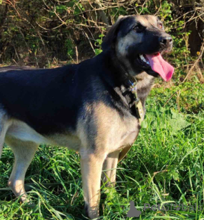 Zdjęcie №2 do zapowiedźy № 166920 na sprzedaż  pies nierasowy - wkupić się Białoruś prywatne ogłoszenie