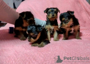 Zdjęcie №1. yorkshire terrier - na sprzedaż w Dubai | 1716zł | Zapowiedź №13797