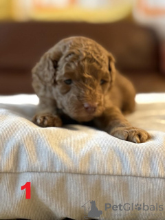 Zdjęcie №3. 4 Entzückende Maltipoo-Babys 1.800. Niemcy
