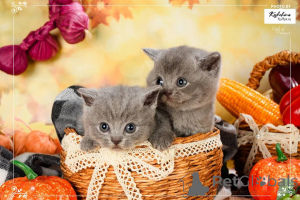 Zdjęcie №4. Sprzedam kot brytyjski krótkowłosy w Amsterdam. hodowca - cena - negocjowane