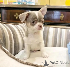 Zdjęcie №1. chihuahua (rasa psów) - na sprzedaż w Helsinki | 2392zł | Zapowiedź №144452