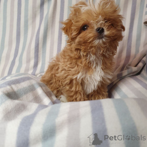 Zdjęcie №2 do zapowiedźy № 159053 na sprzedaż  pudel (zabawka) - wkupić się Niemcy ze schronu, hodowca