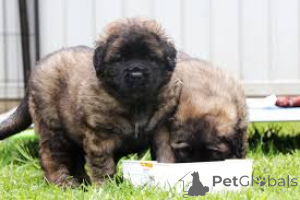 Zdjęcie №3. Leonberger Welpen zu verkaufen. Luksemburg