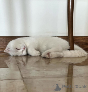 Zdjęcie №2 do zapowiedźy № 165467 na sprzedaż   - wkupić się Francja 